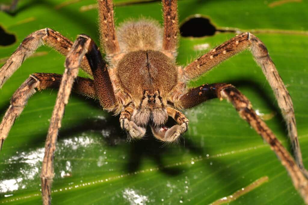 Spider bite symptoms