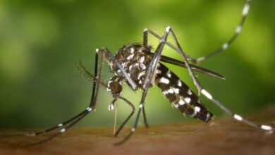 Dengue fever