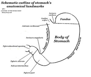 anatomy of the stomach anatomy of the stomach